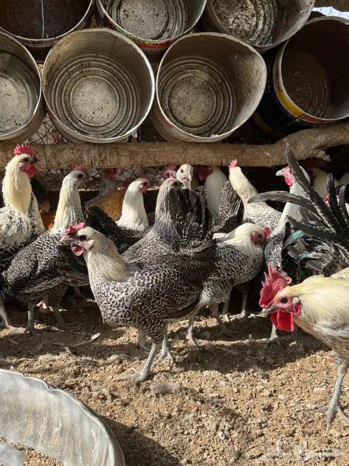 دجاج فيومي بياض 4