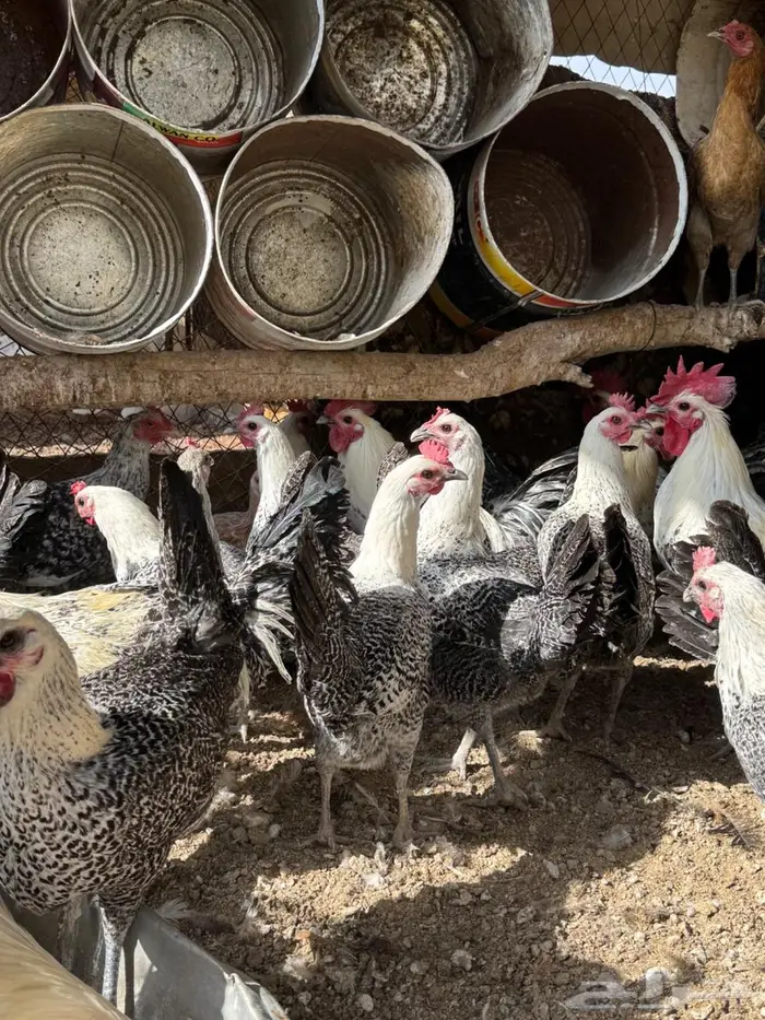 دجاج فيومي بياض 3