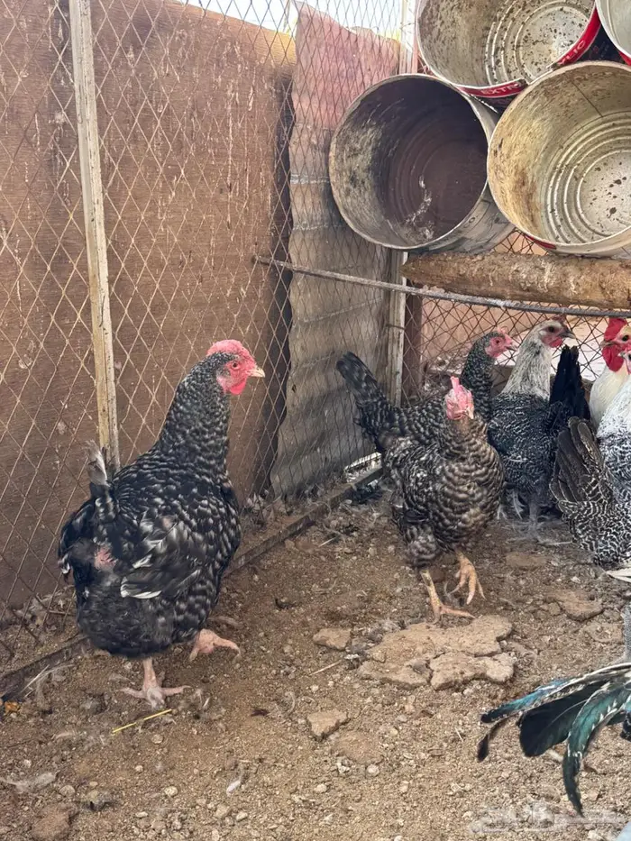 دجاج فيومي بياض 5