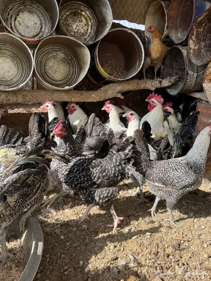 دجاج فيومي بياض 7