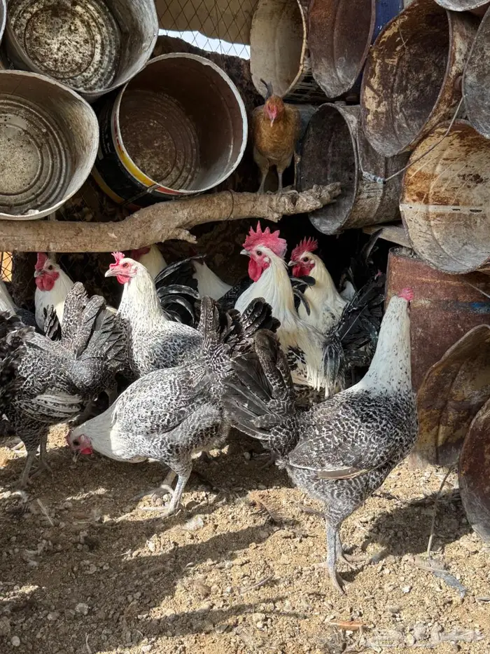 دجاج فيومي بياض 6