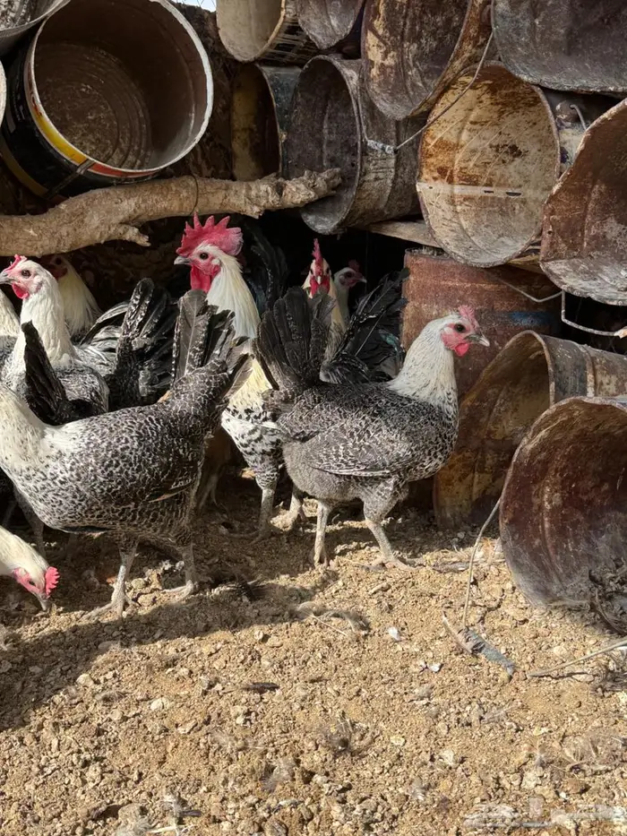 دجاج فيومي بياض 8