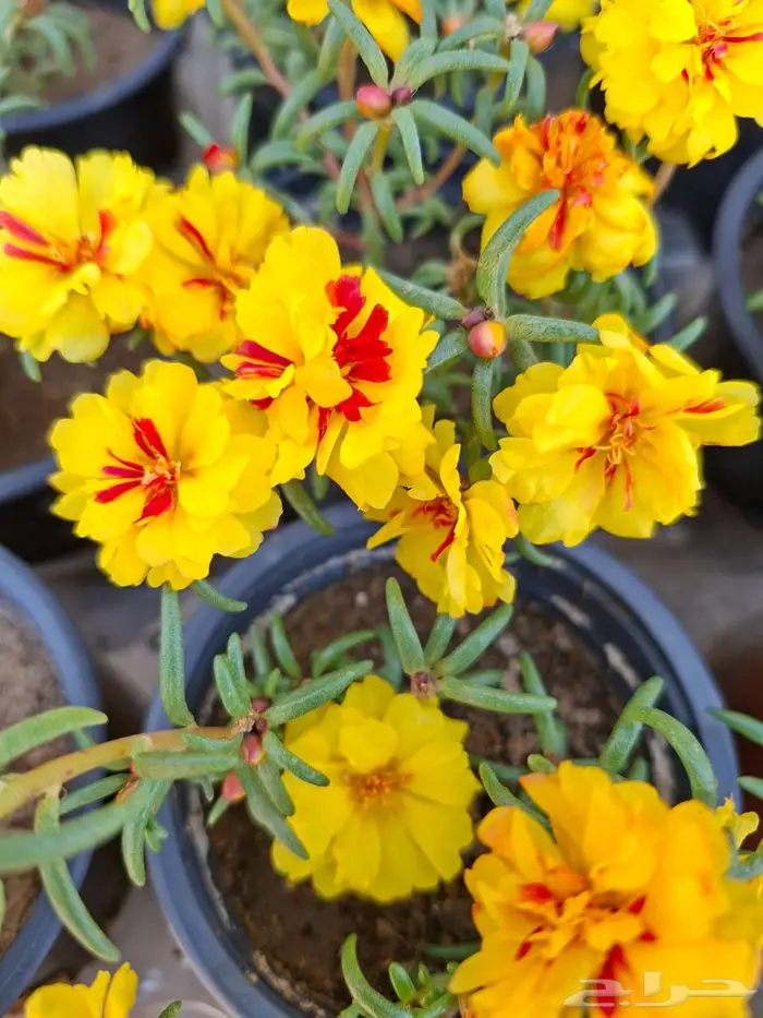 زهور ورد نباتات صبار 0