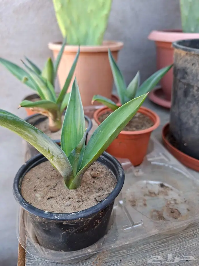 زهور ورد نباتات صبار 1