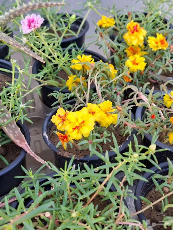 زهور ورد نباتات صبار 3