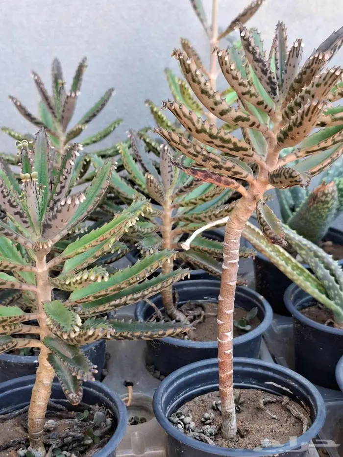 زهور ورد نباتات صبار 2