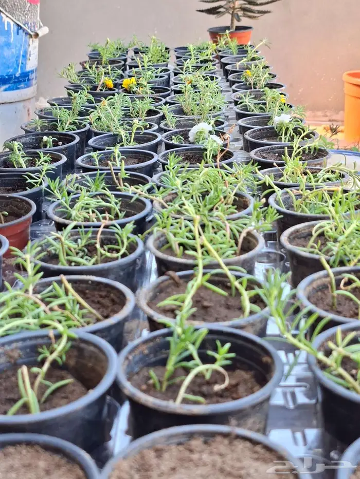 زهور ورد نباتات صبار 5