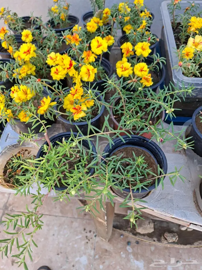 زهور ورد نباتات صبار 4