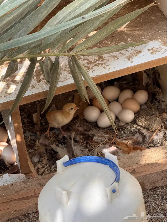 دجاج عربي و وحده بصيصانها للبيع 4