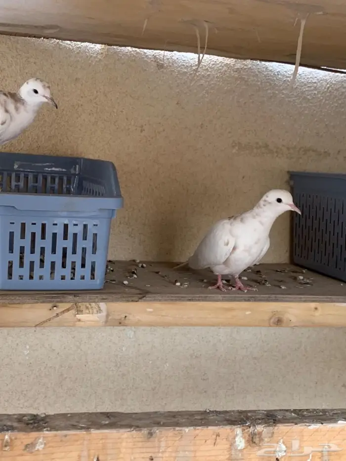 حمام يا كريم الاحساء 0