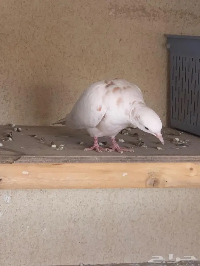 حمام يا كريم الاحساء 1