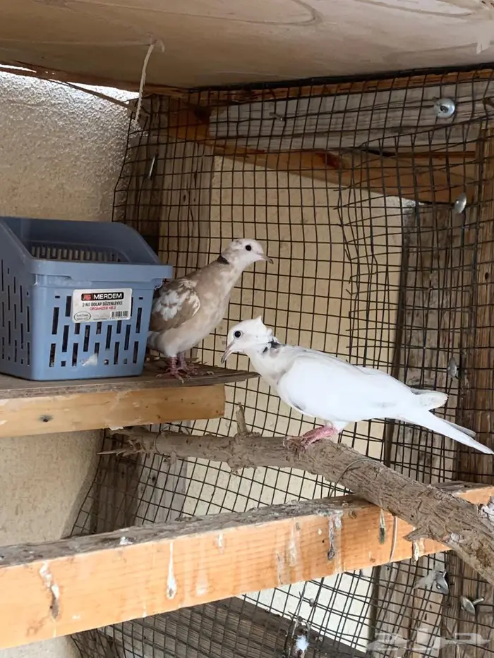 حمام يا كريم الاحساء 2