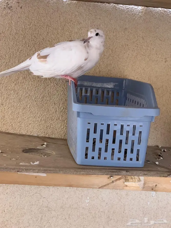 حمام يا كريم الاحساء 4