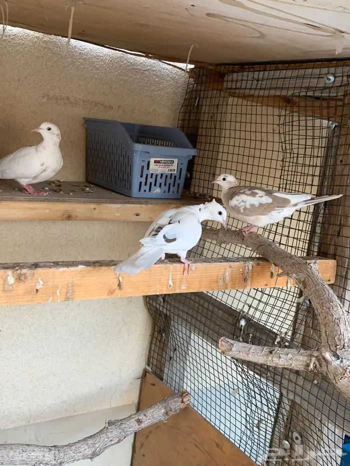 حمام يا كريم الاحساء 3