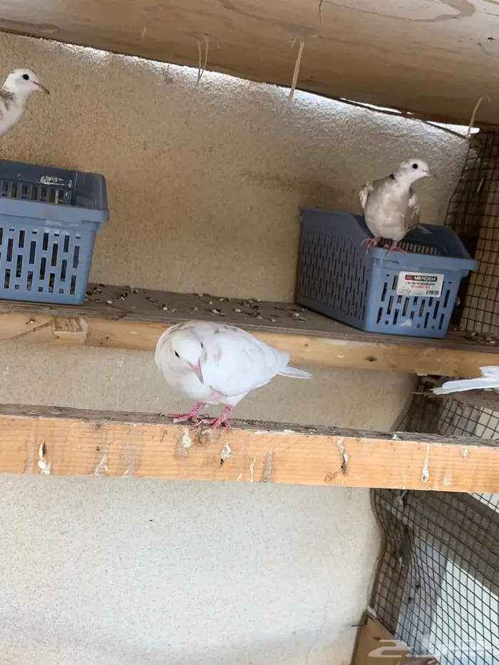 حمام يا كريم الاحساء 6