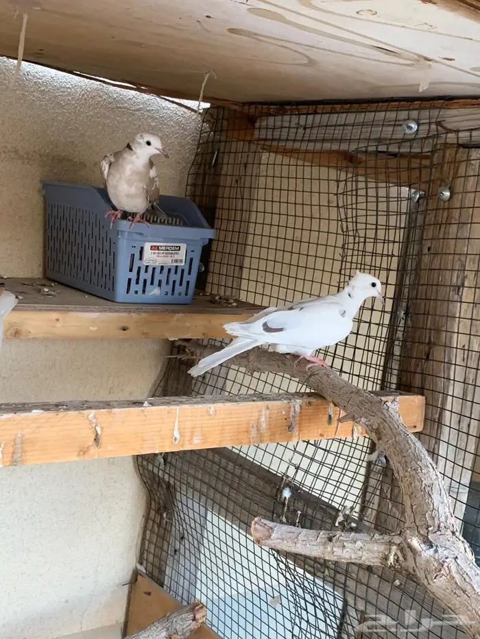 حمام يا كريم الاحساء 5