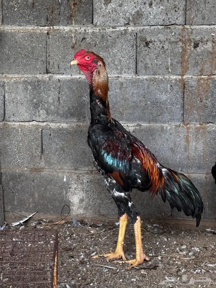 ديك ياباني 1