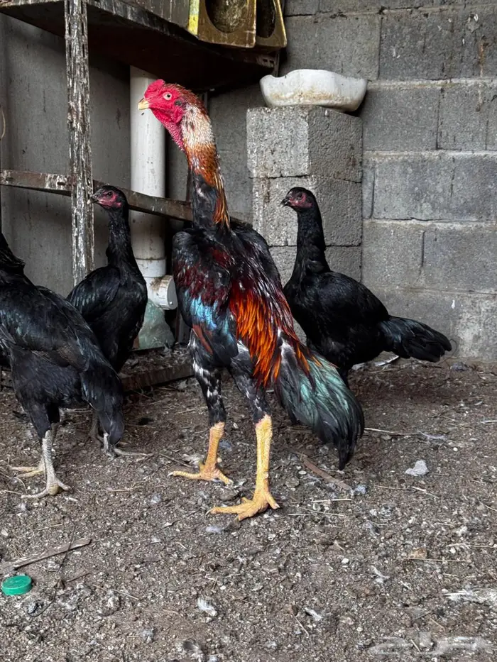 ديك ياباني 0