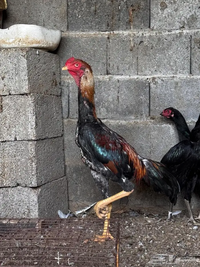 ديك ياباني 2