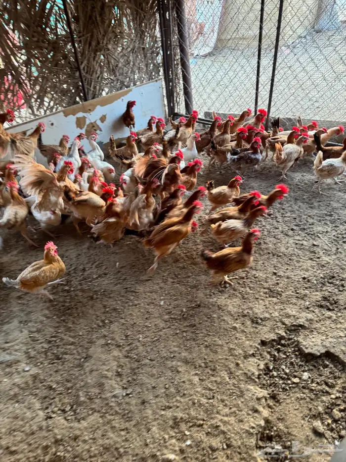 ديكه للبيع 1