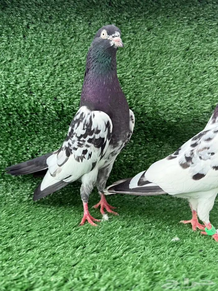 زوج حمام باكستاني اساس 0