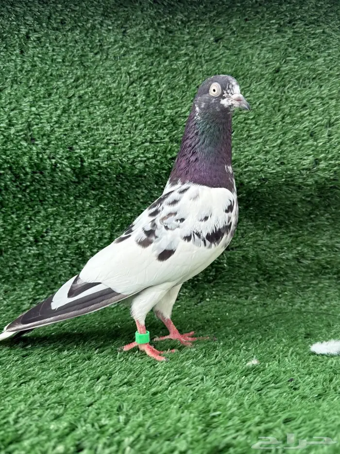 زوج حمام باكستاني اساس 1