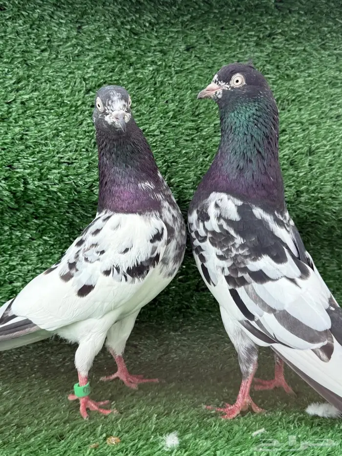 زوج حمام باكستاني اساس 3