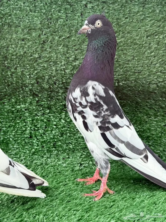 زوج حمام باكستاني اساس 2