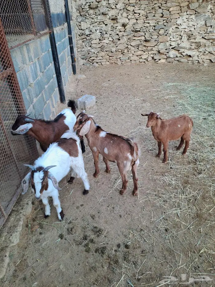 تيوس مندي سمان 2