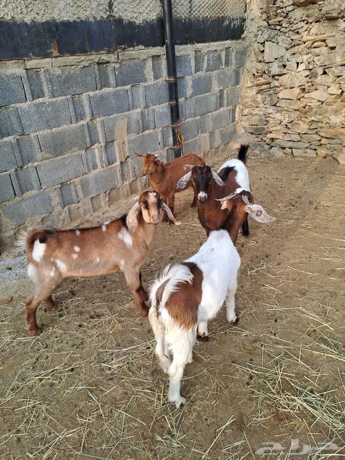 تيوس مندي سمان 0