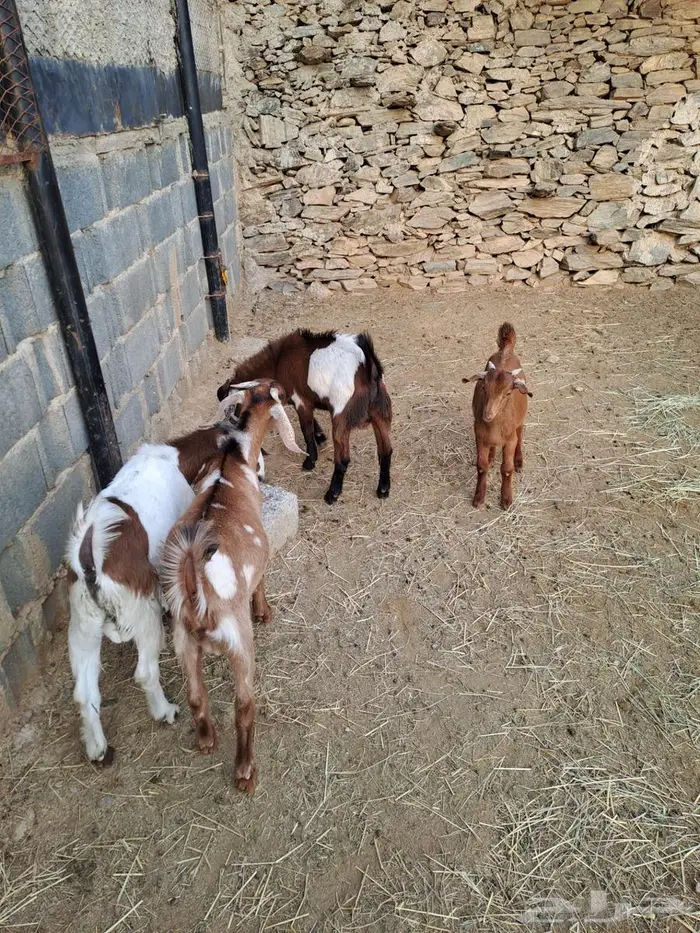 تيوس مندي سمان 1