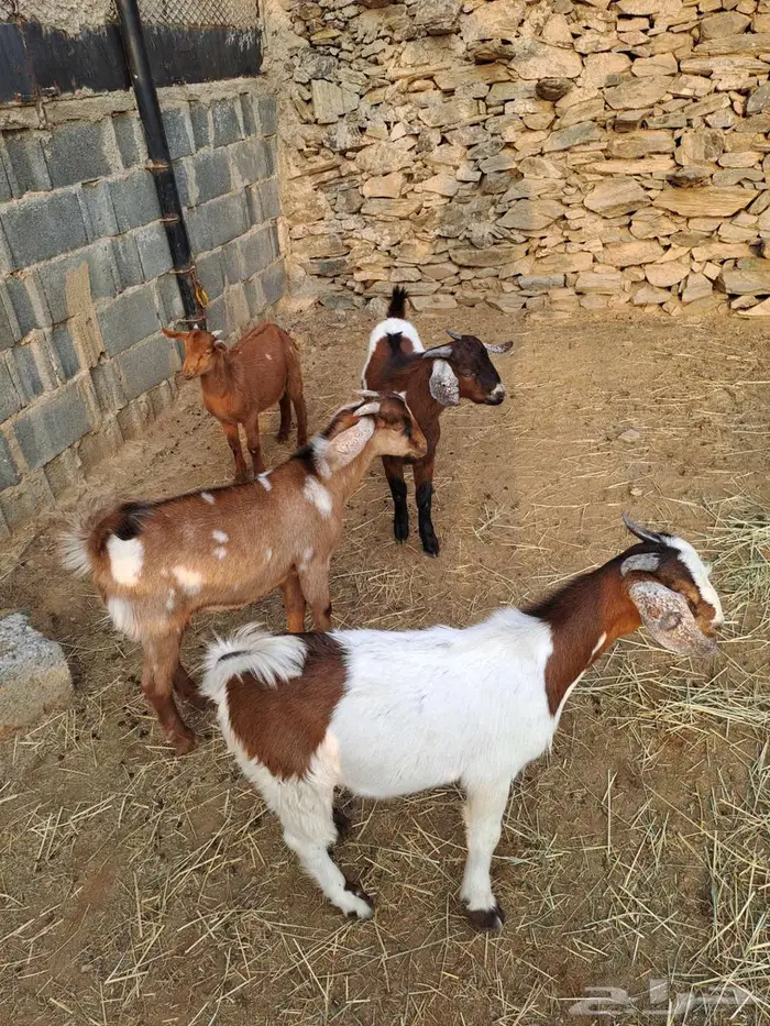 تيوس مندي سمان 3