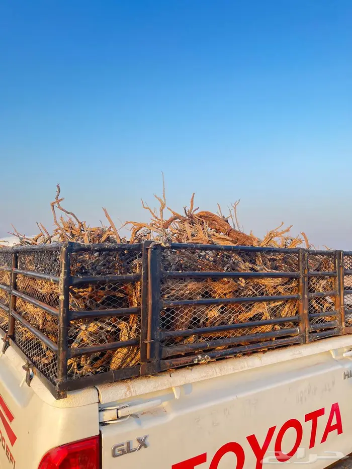 رمث القصيم يوجد حمل غمارتين 3