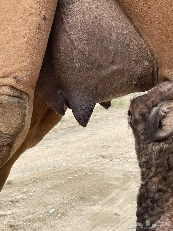 خلفة طيبة حمراء ساحلية 0