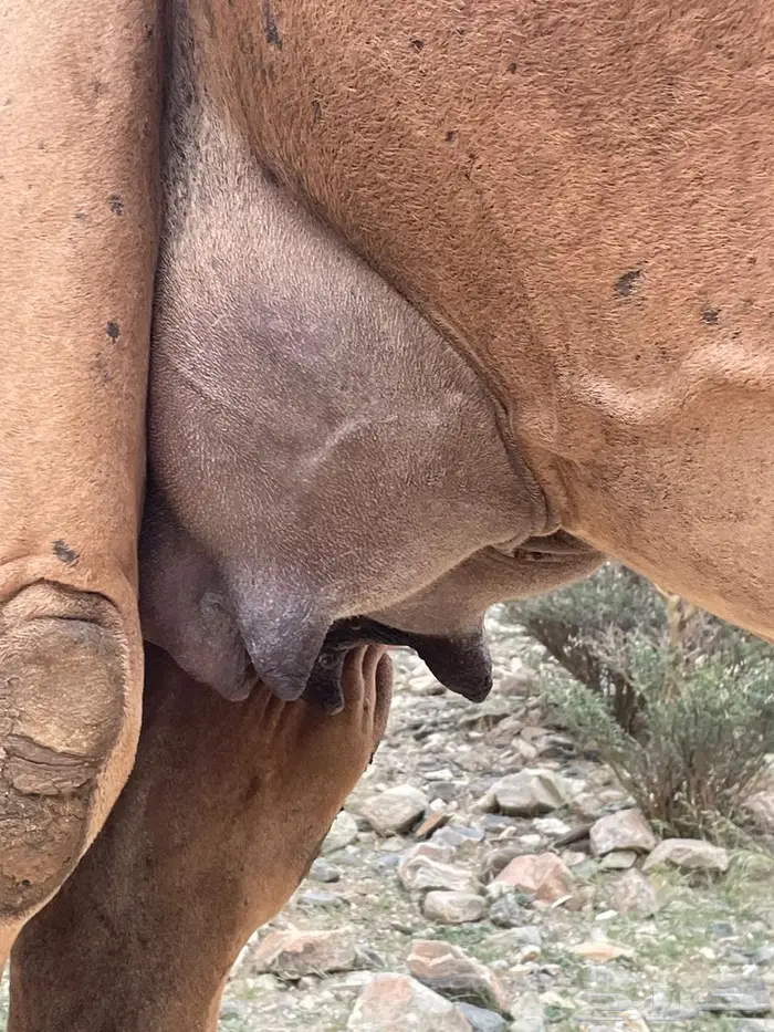 خلفة طيبة حمراء ساحلية 1