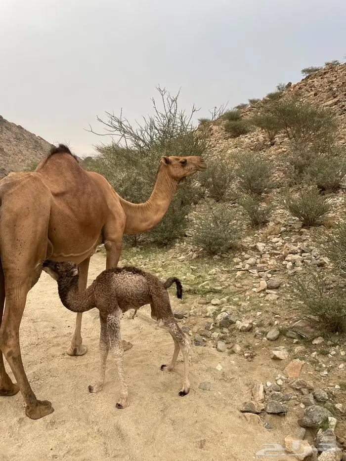 خلفة طيبة حمراء ساحلية 3