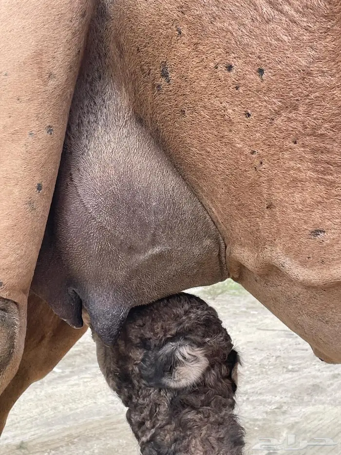 خلفة طيبة حمراء ساحلية 2