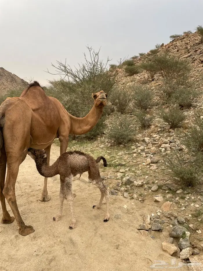 خلفة طيبة حمراء ساحلية 5