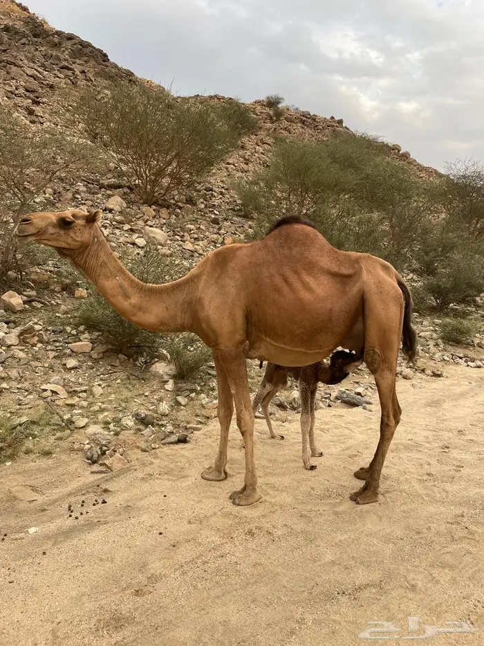 خلفة طيبة حمراء ساحلية 4