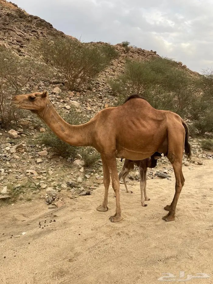 خلفة طيبة حمراء ساحلية 6