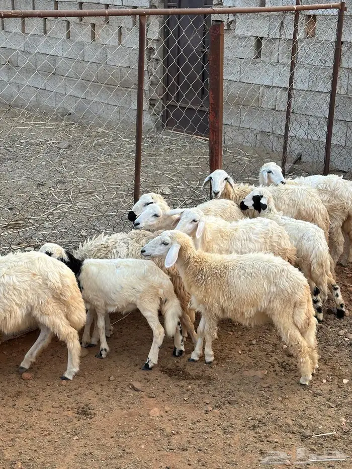 رخل حري للبيع 1