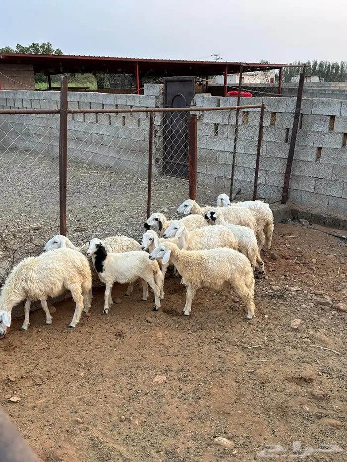 رخل حري للبيع 0