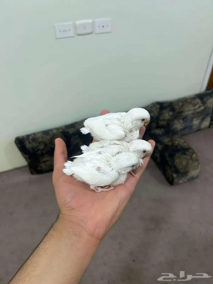 (فروخ روز البينو )تم البيع الله يبارك ل صاحبهم بعدد ريشهم 0