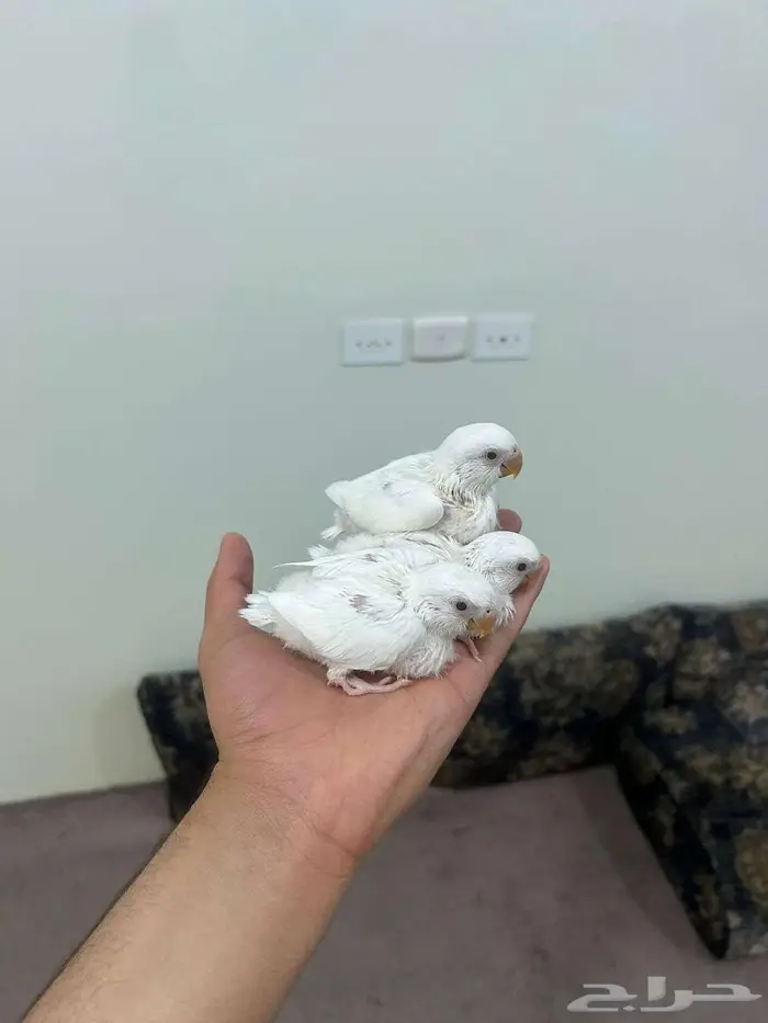 (فروخ روز البينو )تم البيع الله يبارك ل صاحبهم بعدد ريشهم 2