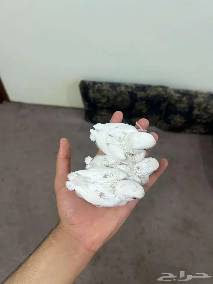 (فروخ روز البينو )تم البيع الله يبارك ل صاحبهم بعدد ريشهم 1