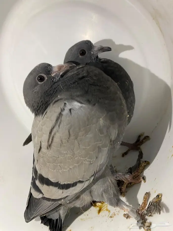 حمام فروخ زاجل مذبوح جاهز 1