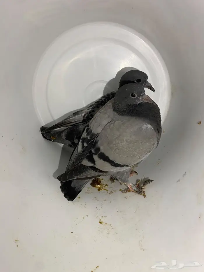 حمام فروخ زاجل مذبوح جاهز 0