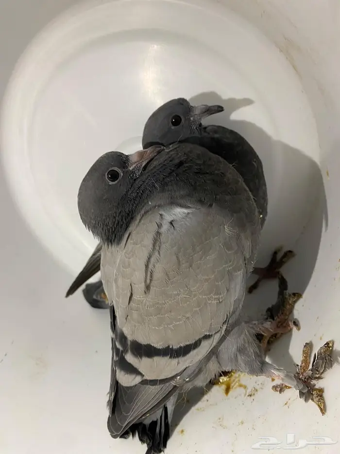 حمام فروخ زاجل مذبوح جاهز 2