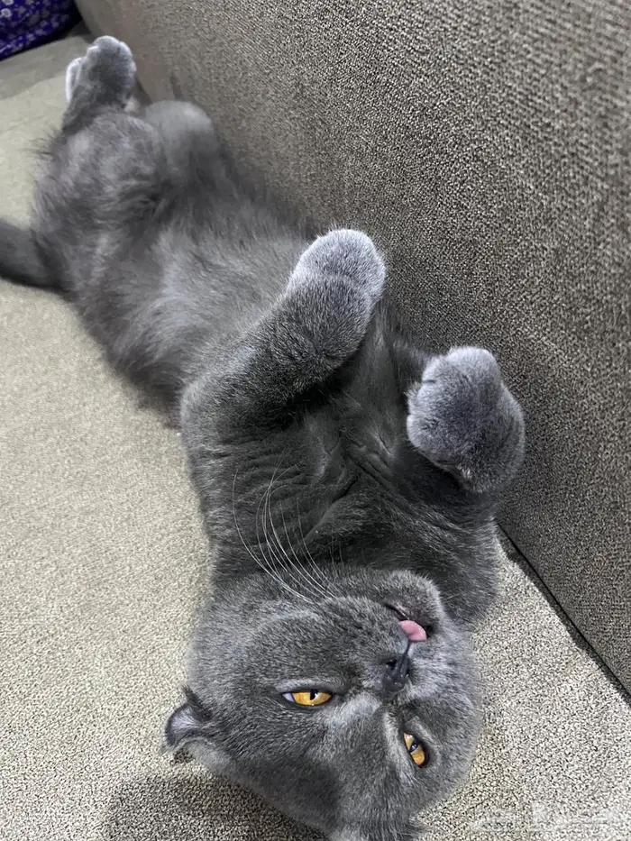 قط أليف جدا تبني 3