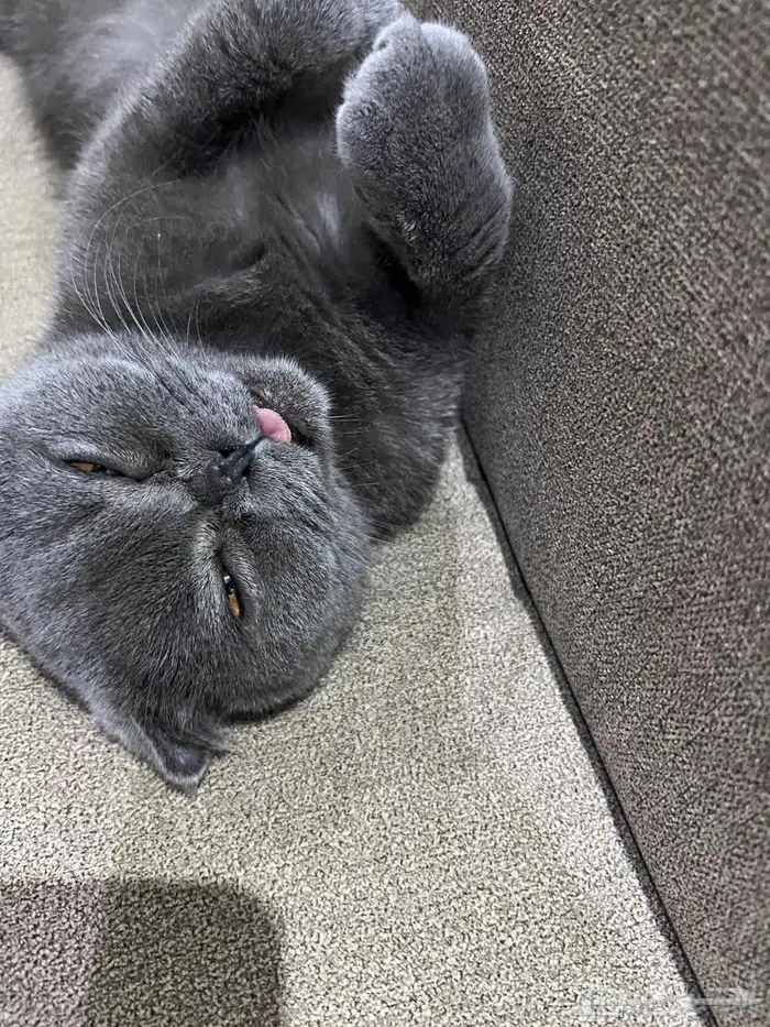 قط أليف جدا تبني 2